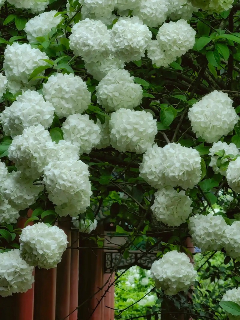 烈士公园木锈球2