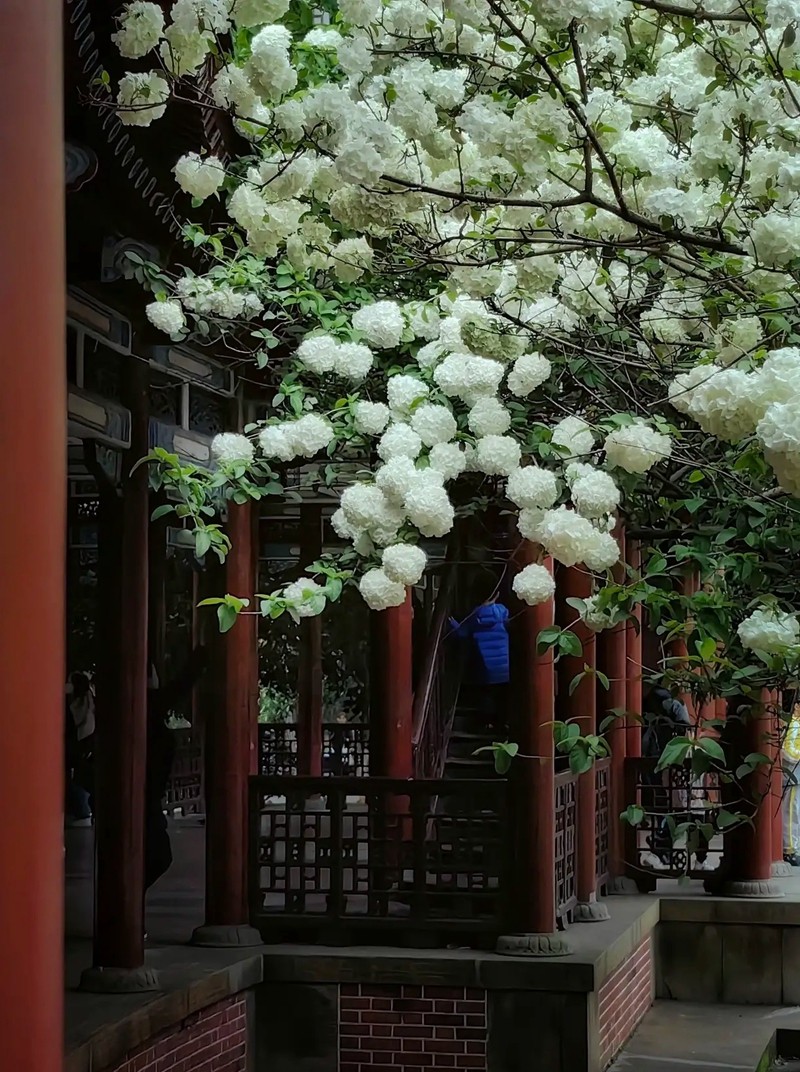 烈士公园木锈球2