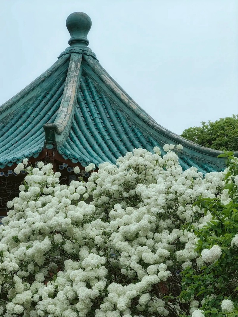 烈士公园木锈球2