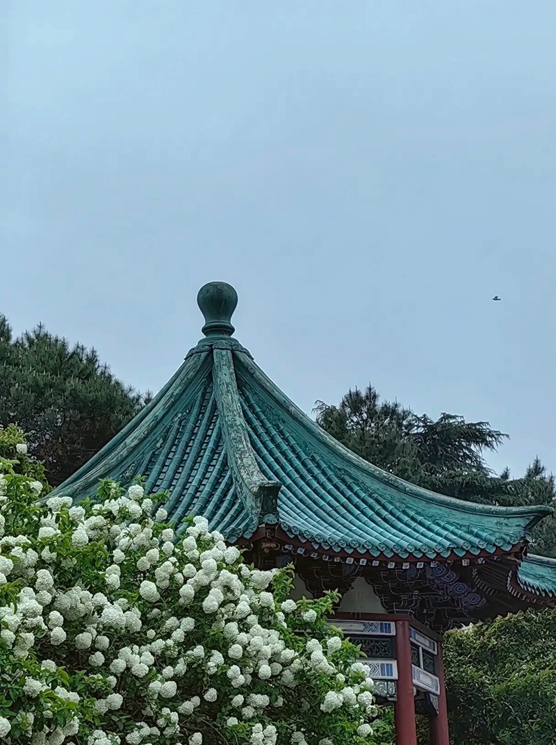 烈士公园木锈球2