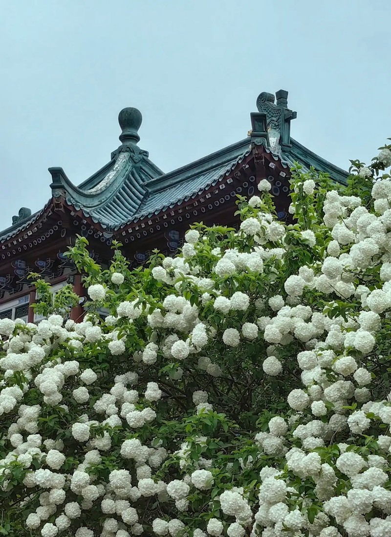 烈士公园木锈球2