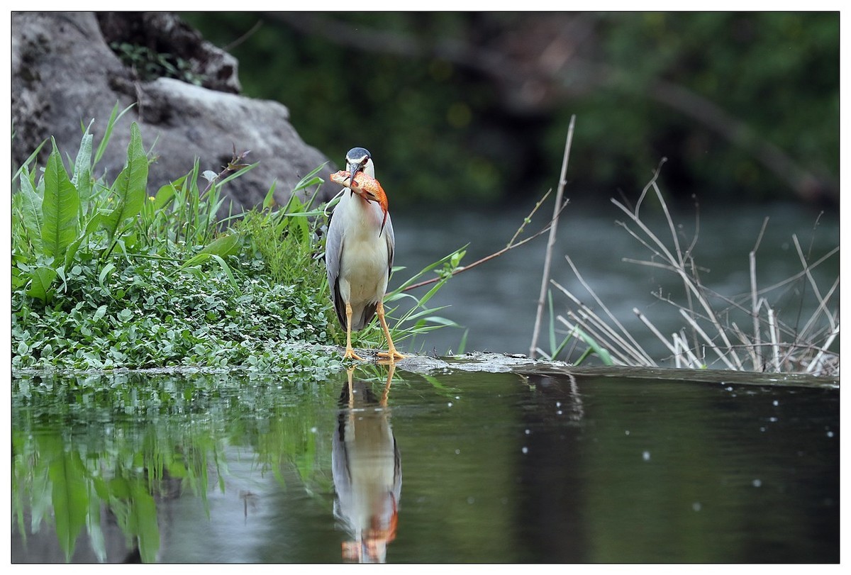 享受美餐的夜鹭（二）