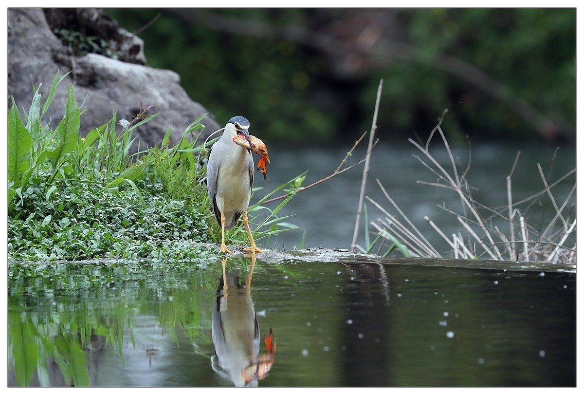 享受美餐的夜鹭（二）