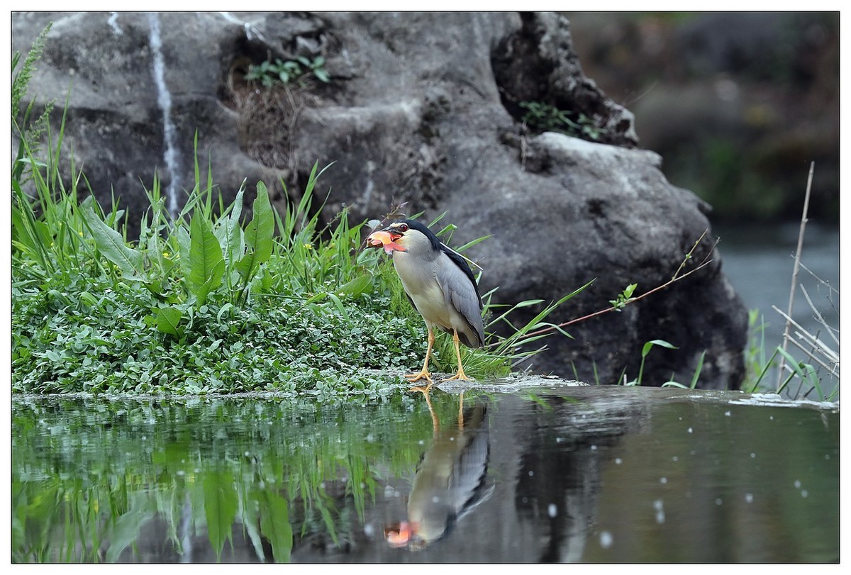 享受美餐的夜鹭（二）