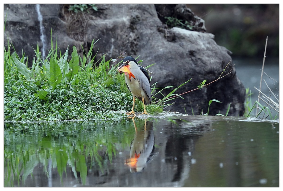享受美餐的夜鹭（二）