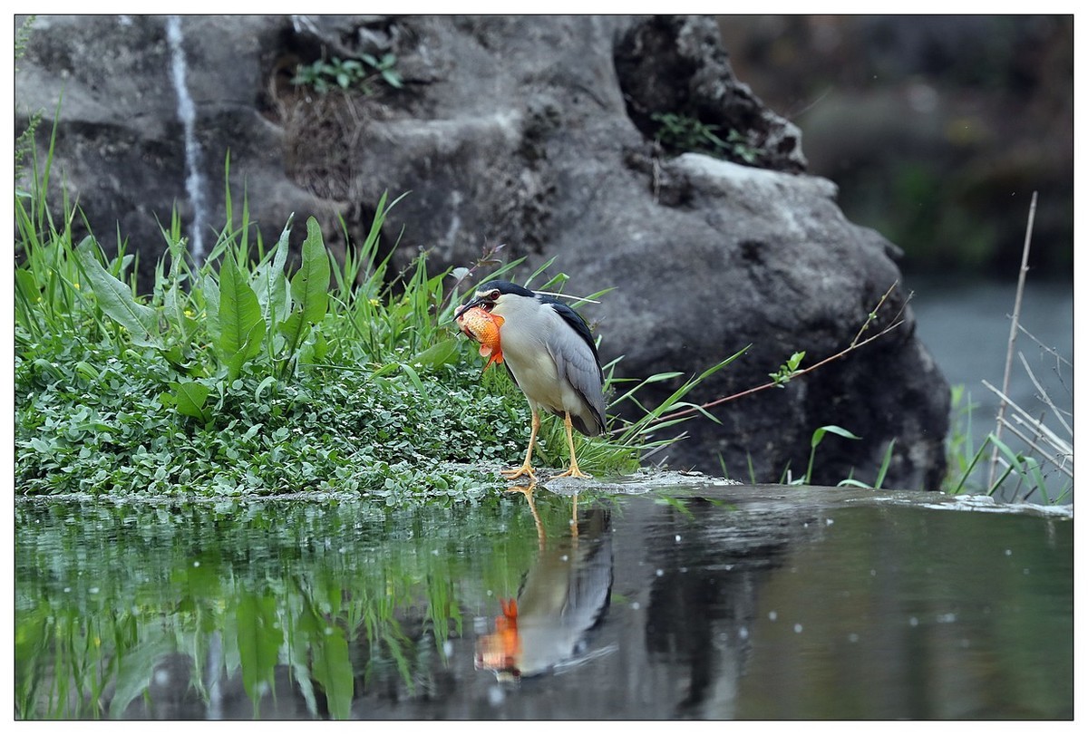 享受美餐的夜鹭（二）