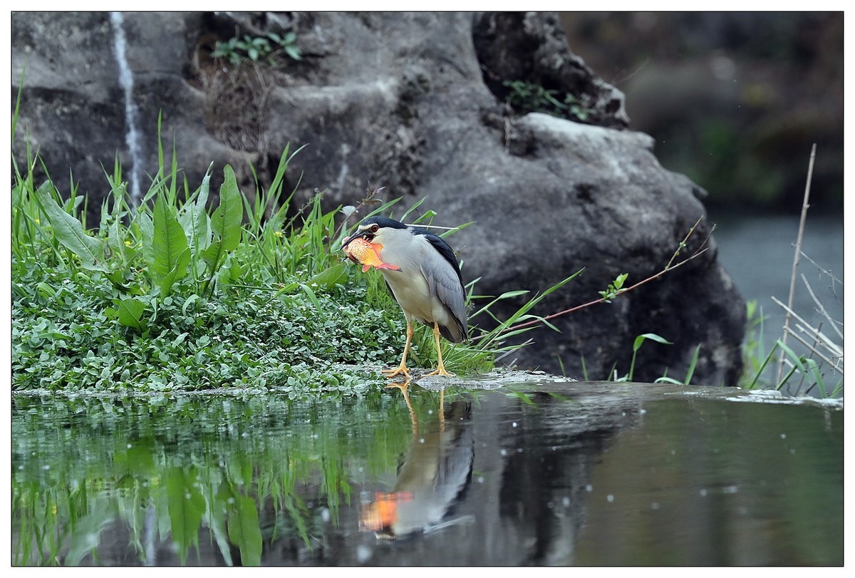 享受美餐的夜鹭（二）