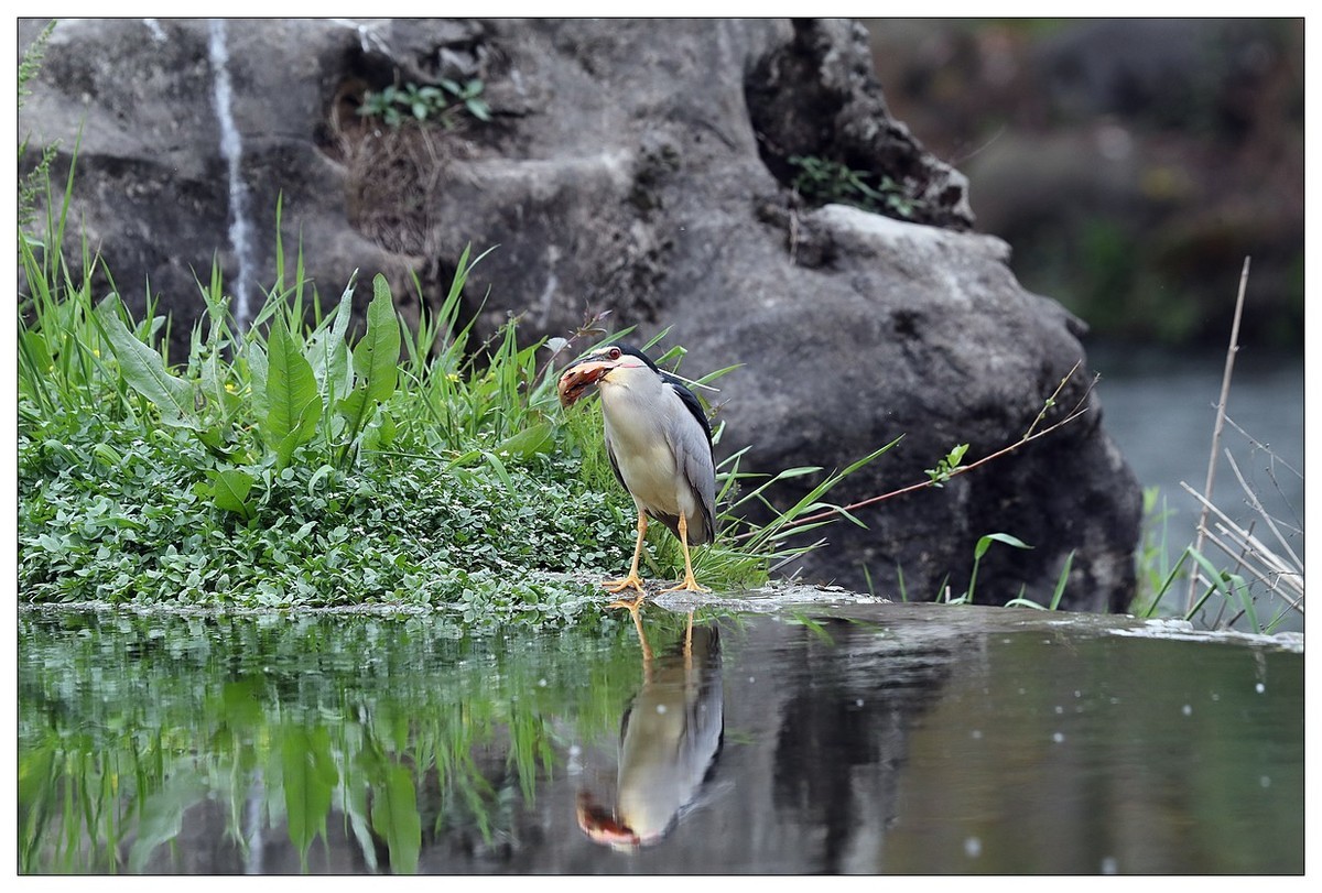 享受美餐的夜鹭（二）