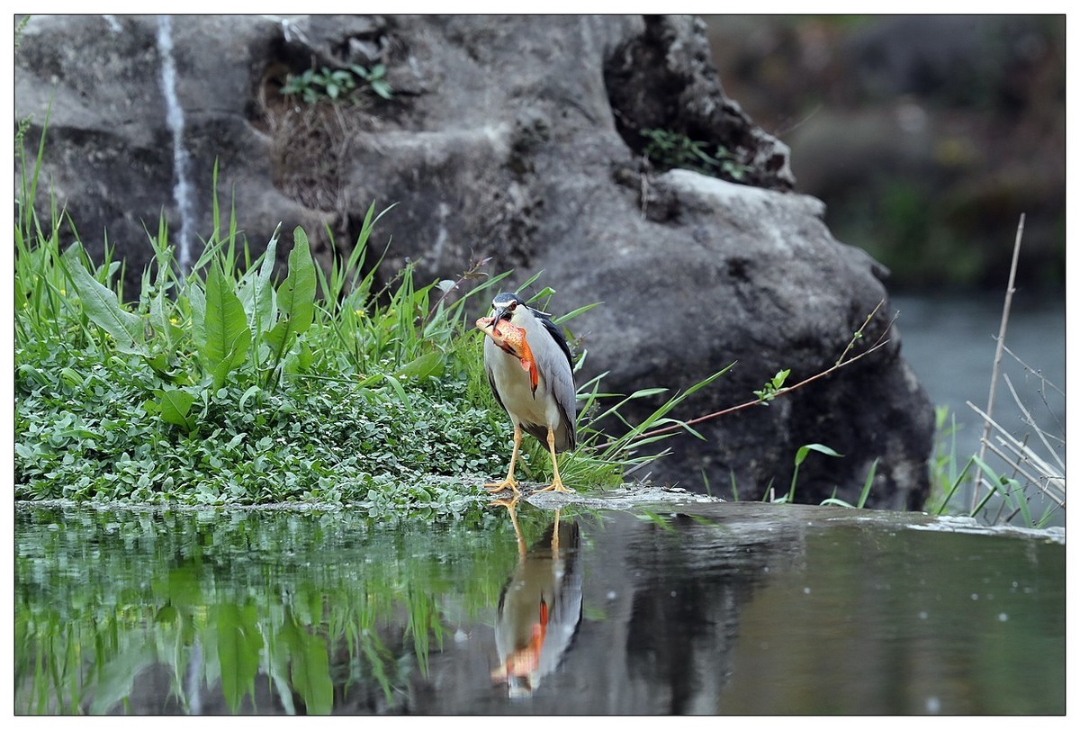 享受美餐的夜鹭（二）