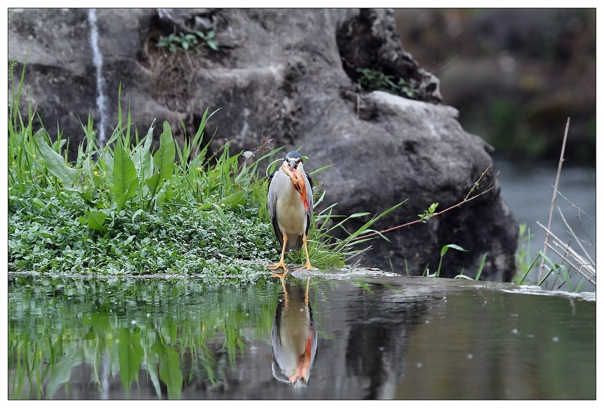 享受美餐的夜鹭（二）