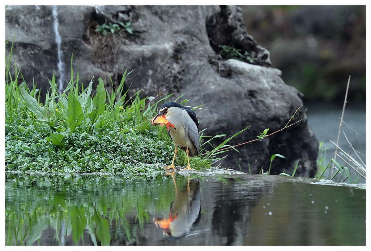 享受美餐的夜鹭（二）