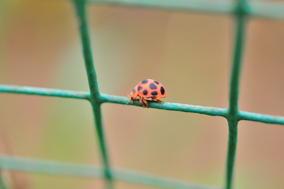 D3S+60mm微的威力