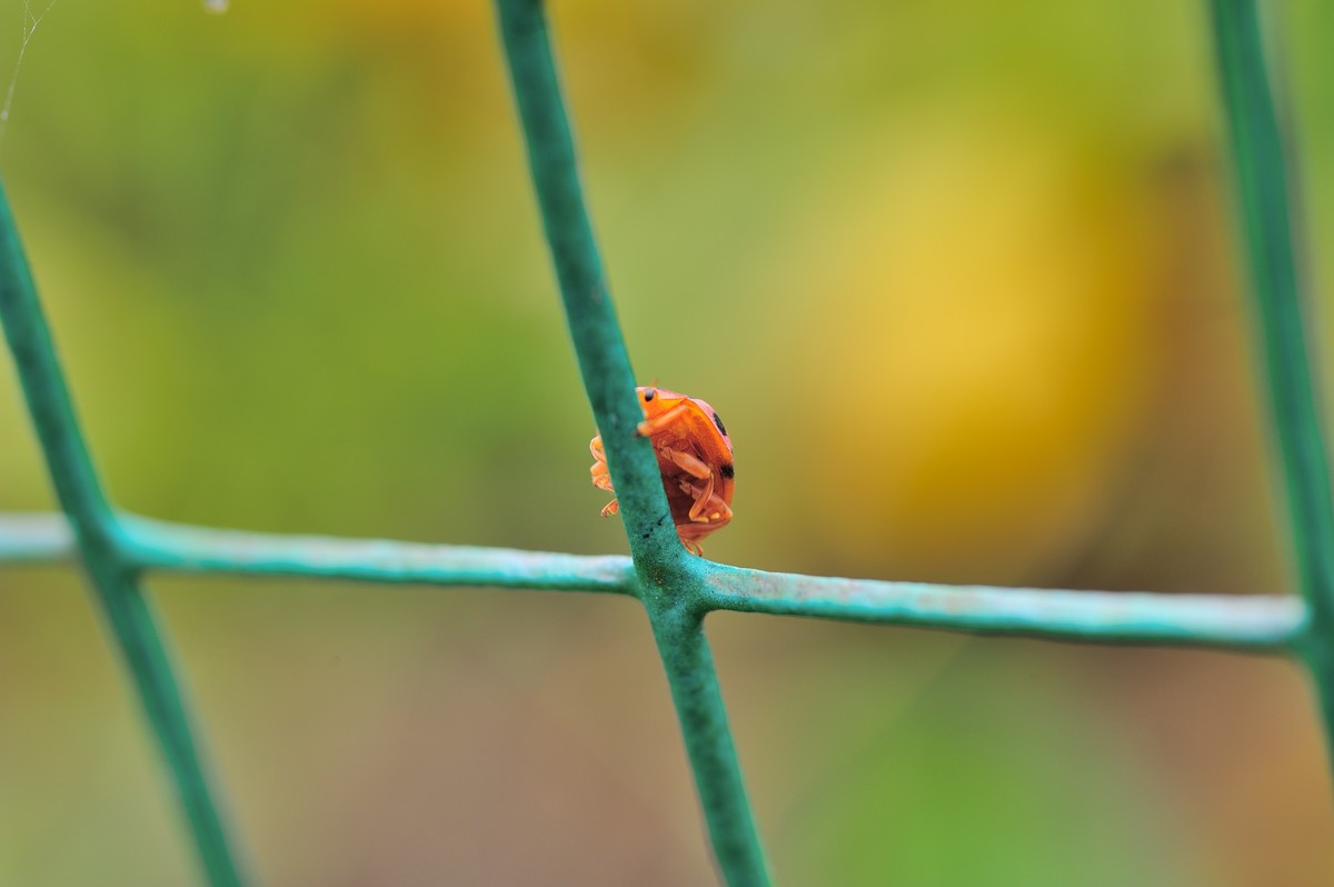 D3S+60mm微的威力