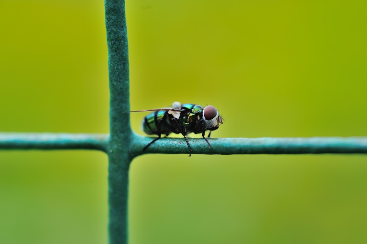 D3S+60mm微的威力