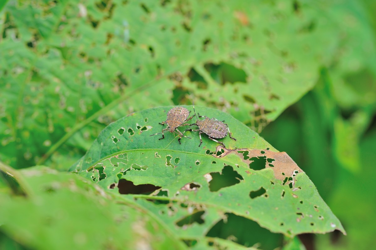 D3S+60mm微的威力