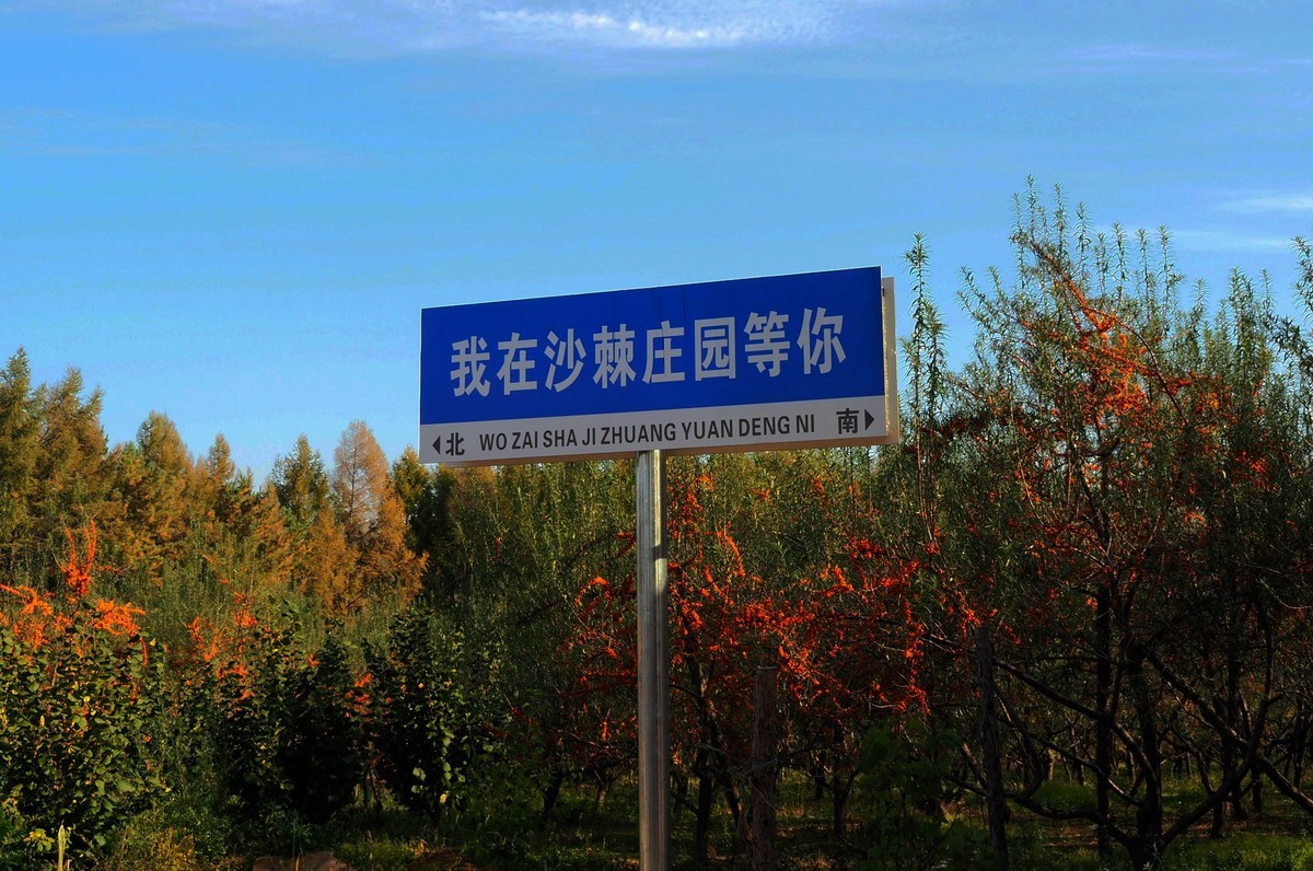 沙棘果园游拍（1）