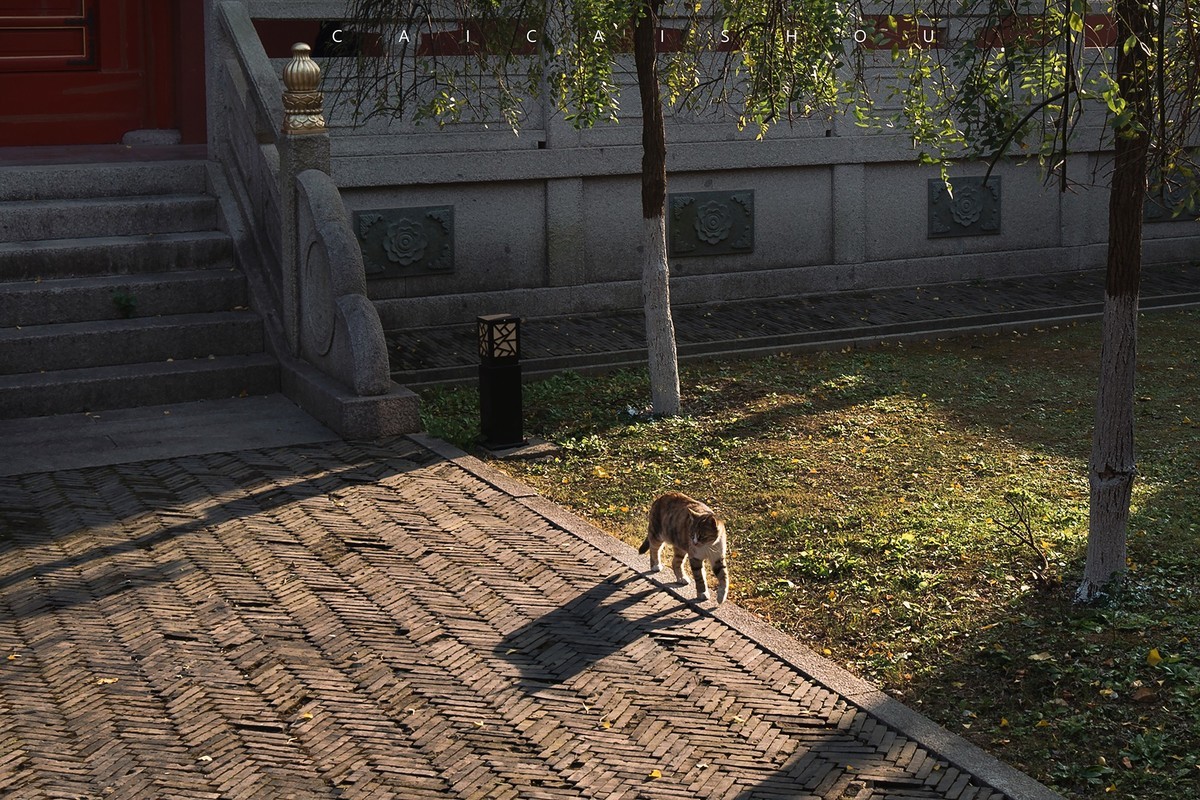 【菜々手摄影】徕卡卡片机记录秋天