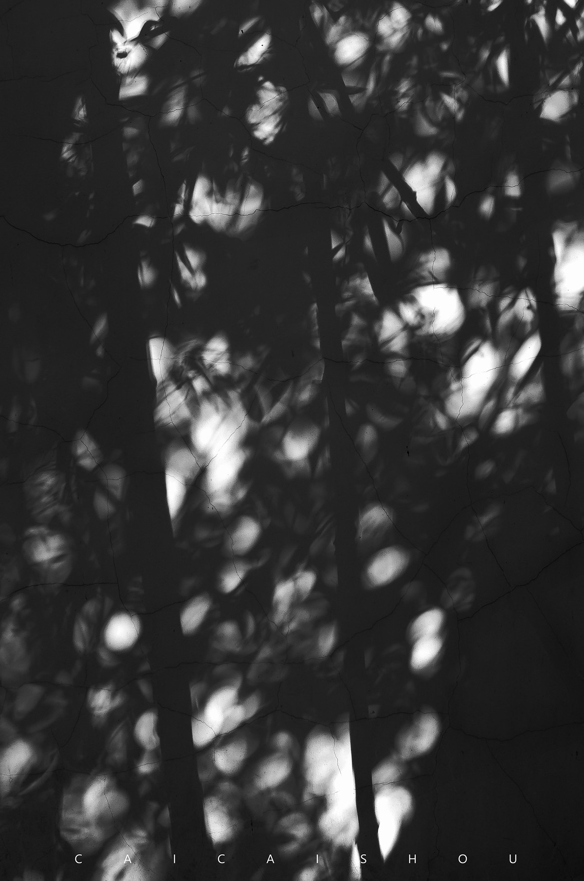 【菜々手摄影】徕卡卡片机记录秋天