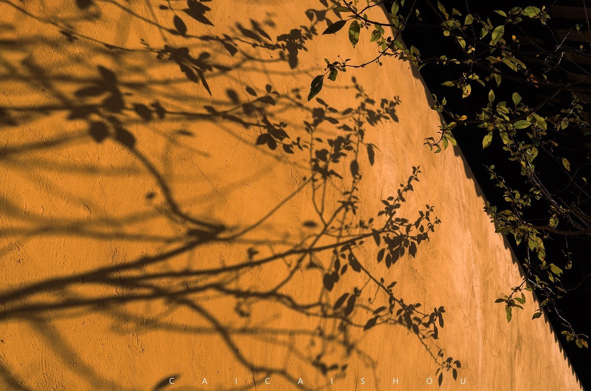 【菜々手摄影】徕卡卡片机记录秋天