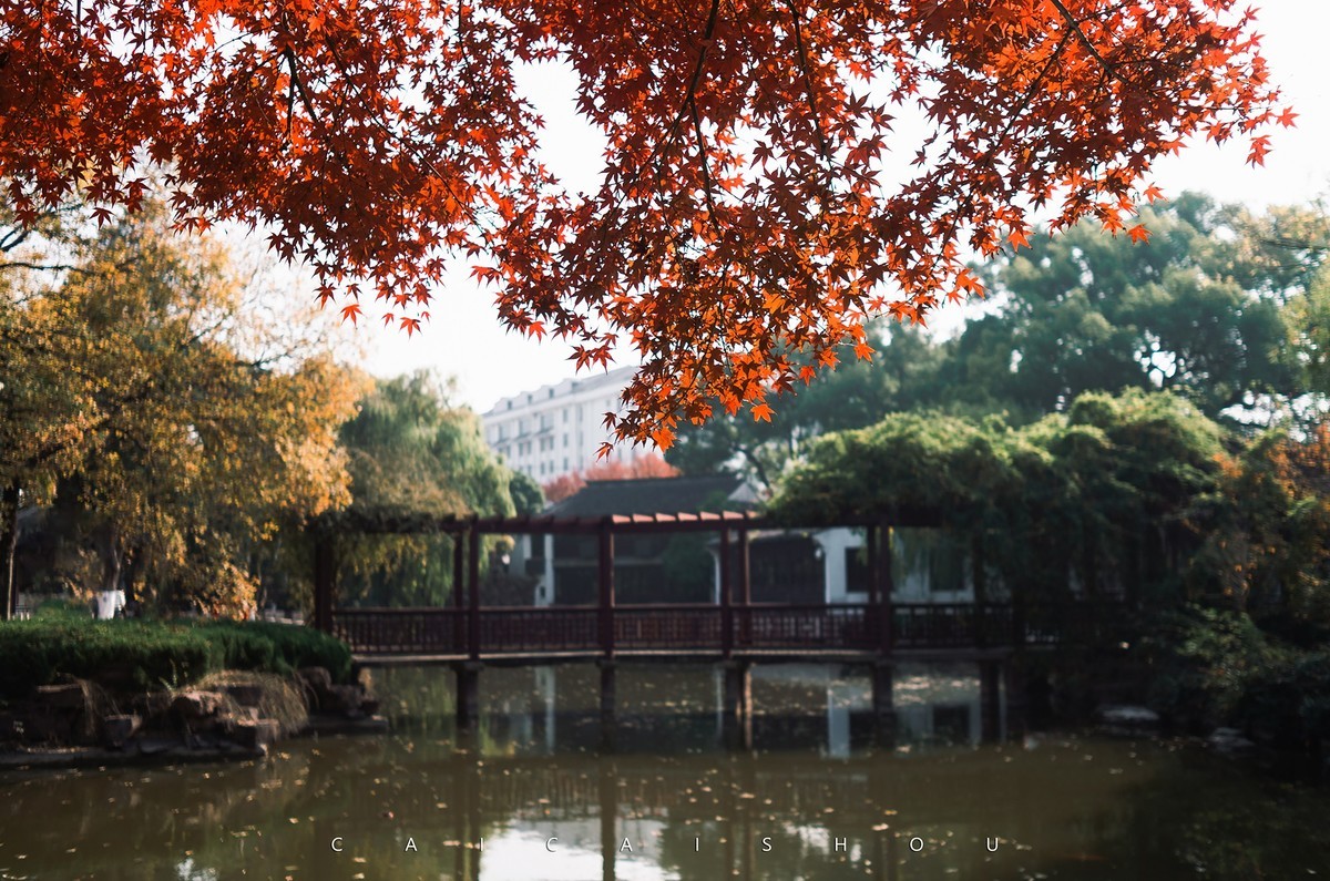 【菜々手摄影】徕卡卡片机记录秋天