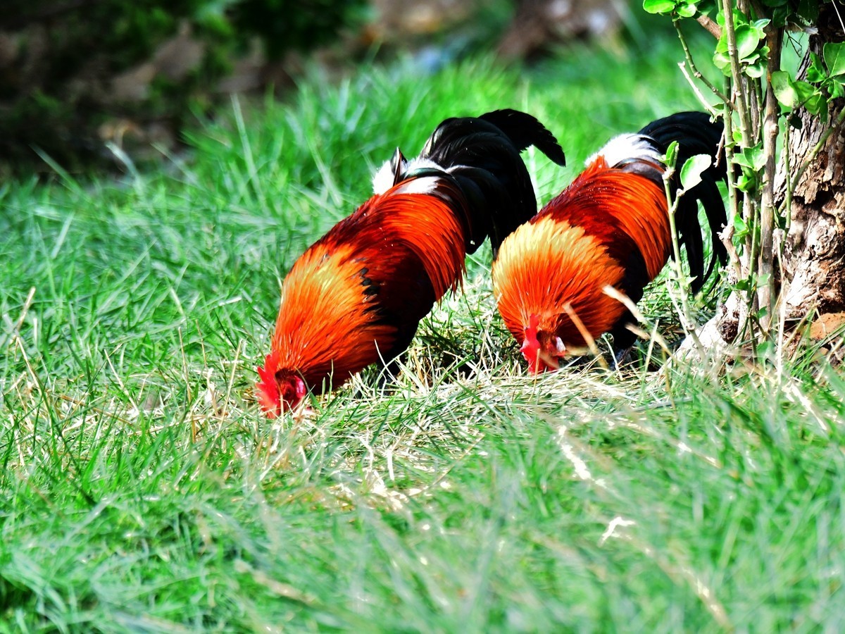 【视觉光影】大公鸡（6）