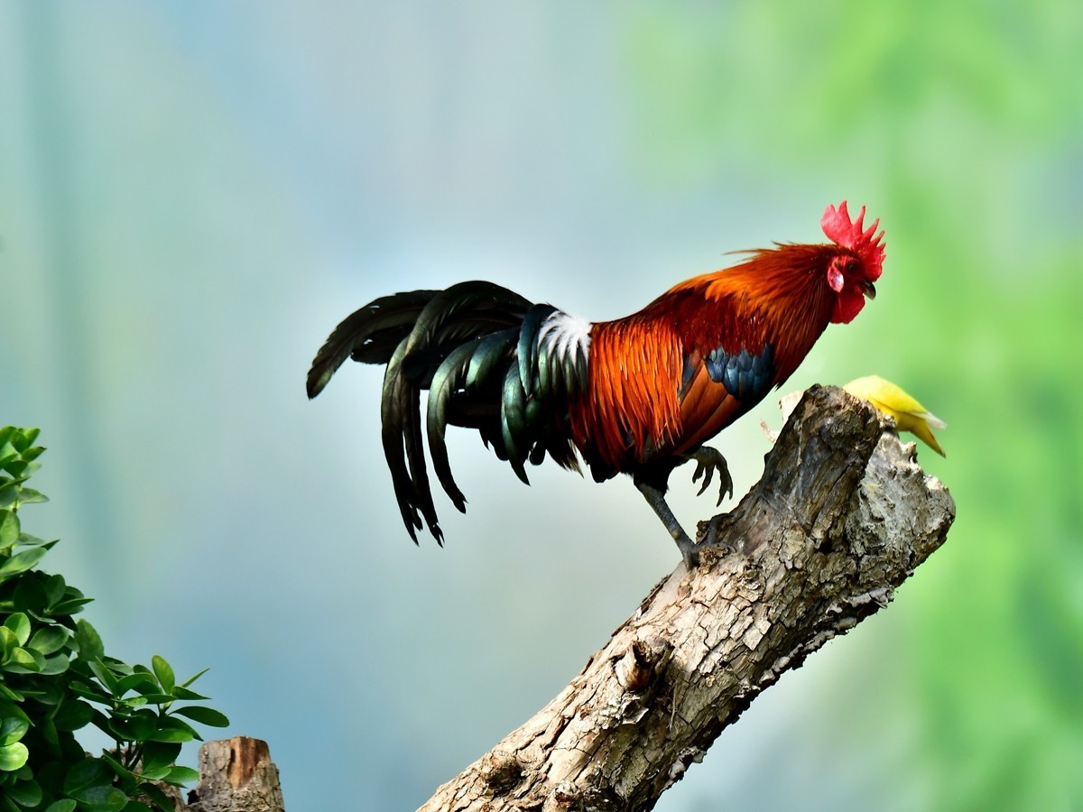 【视觉光影】大公鸡（6）