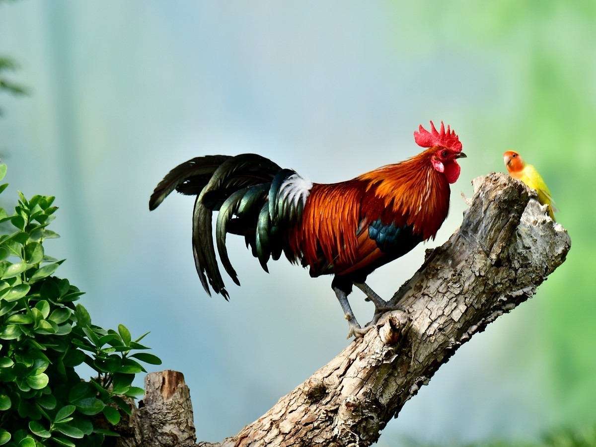 【视觉光影】大公鸡（6）