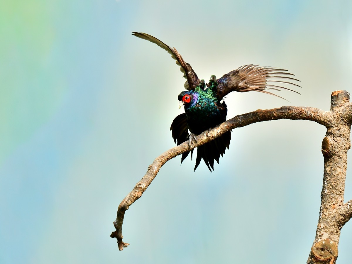 【视觉光影】大公鸡（6）