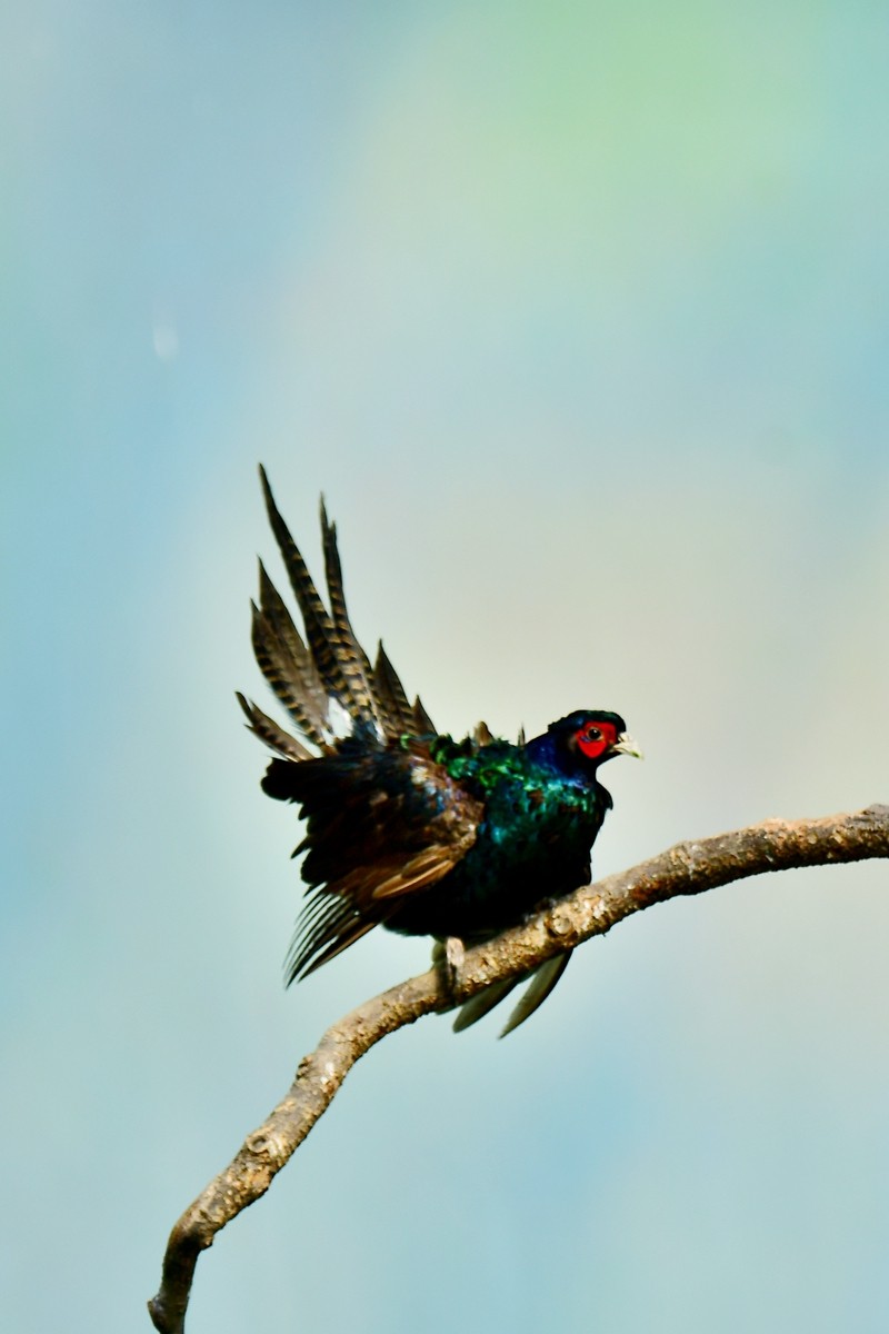 【视觉光影】大公鸡（6）