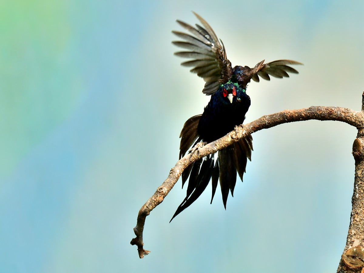 【视觉光影】大公鸡（6）