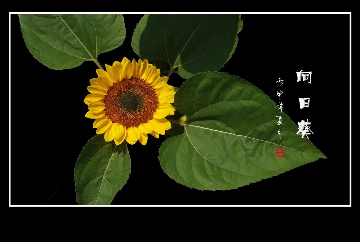 向阳花开的向日葵