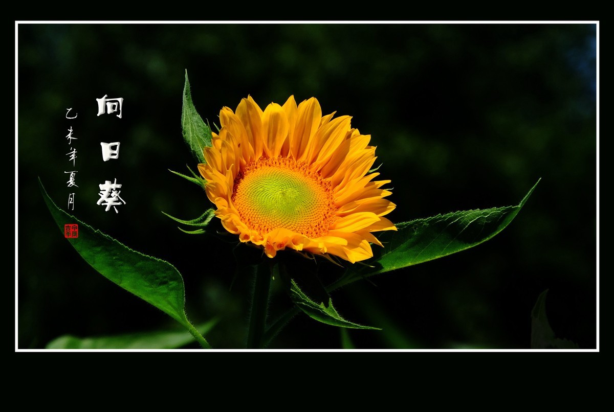 向阳花开的向日葵