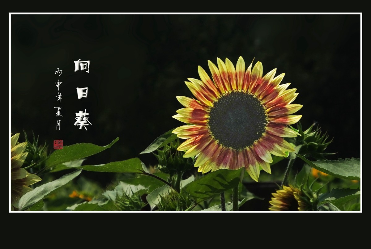 向阳花开的向日葵