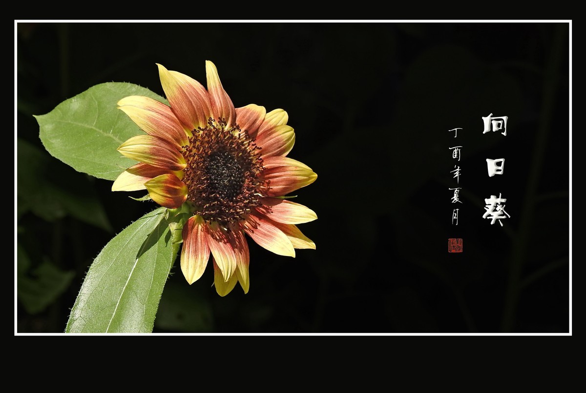 向阳花开的向日葵