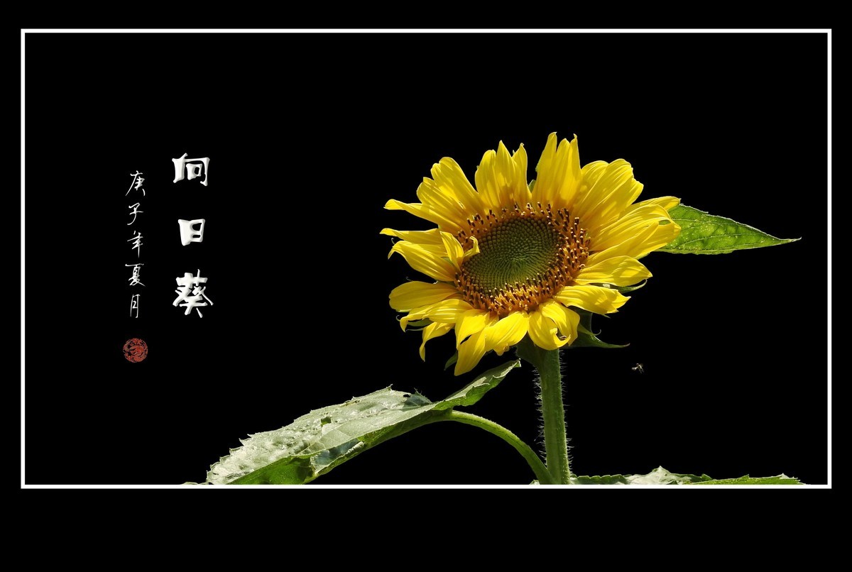 向阳花开的向日葵