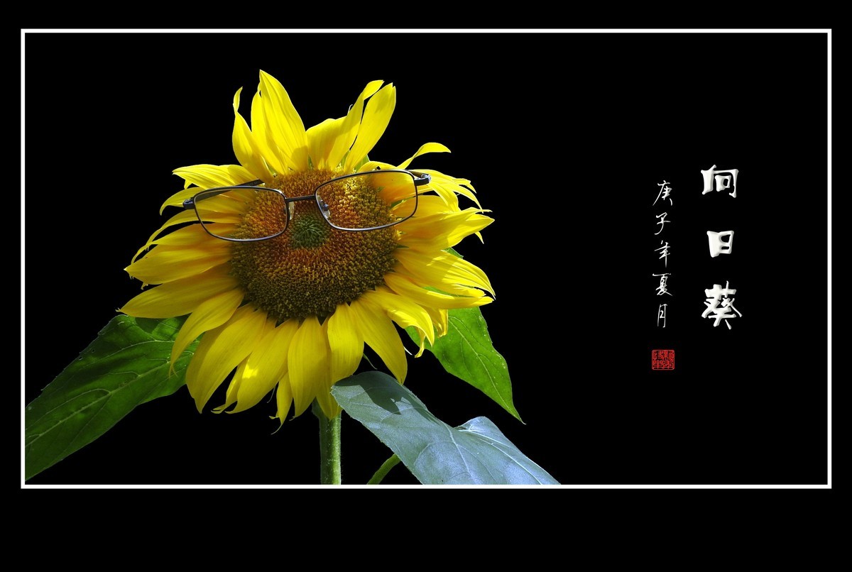 向阳花开的向日葵