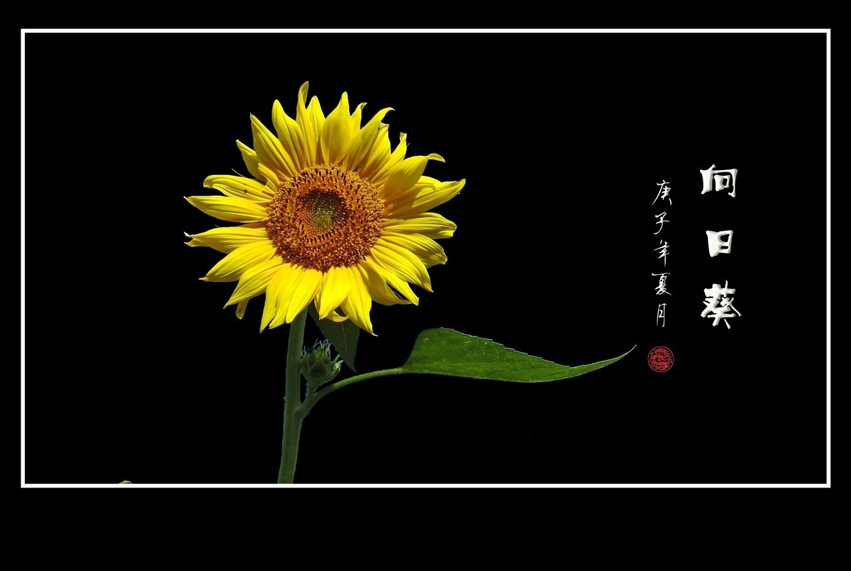 向阳花开的向日葵