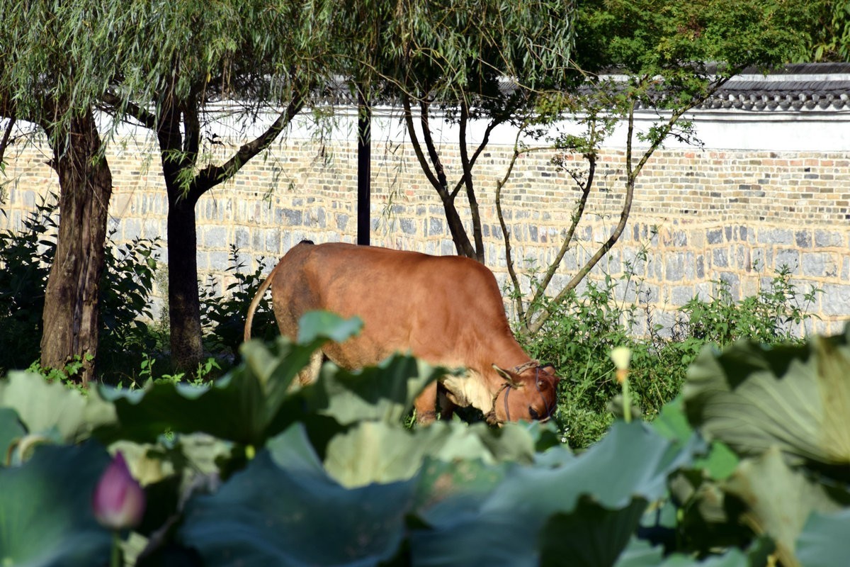 2024夏 海南环岛行（7）古韵之村的美丽