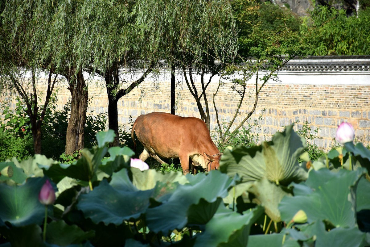 2024夏 海南环岛行（7）古韵之村的美丽
