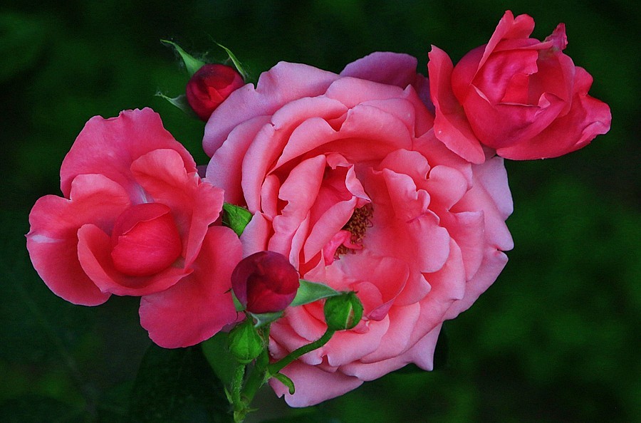 《不老松：纪实摄影》大美沧州系列報道：国庆节！发组月季片：祝大家月月安康、季季快