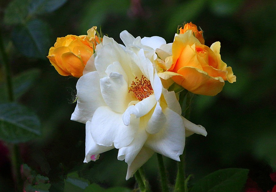 《不老松：纪实摄影》大美沧州系列報道：国庆节！发组月季片：祝大家月月安康、季季快