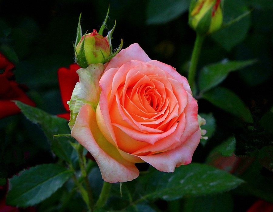 《不老松：纪实摄影》大美沧州系列報道：国庆节！发组月季片：祝大家月月安康、季季快