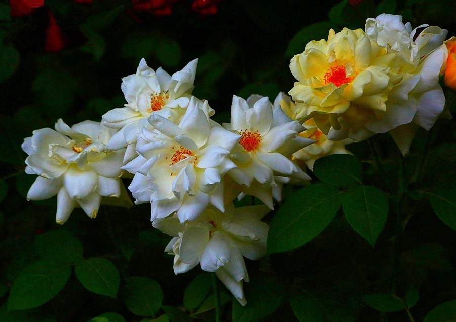 《不老松：纪实摄影》大美沧州系列報道：国庆节！发组月季片：祝大家月月安康、季季快