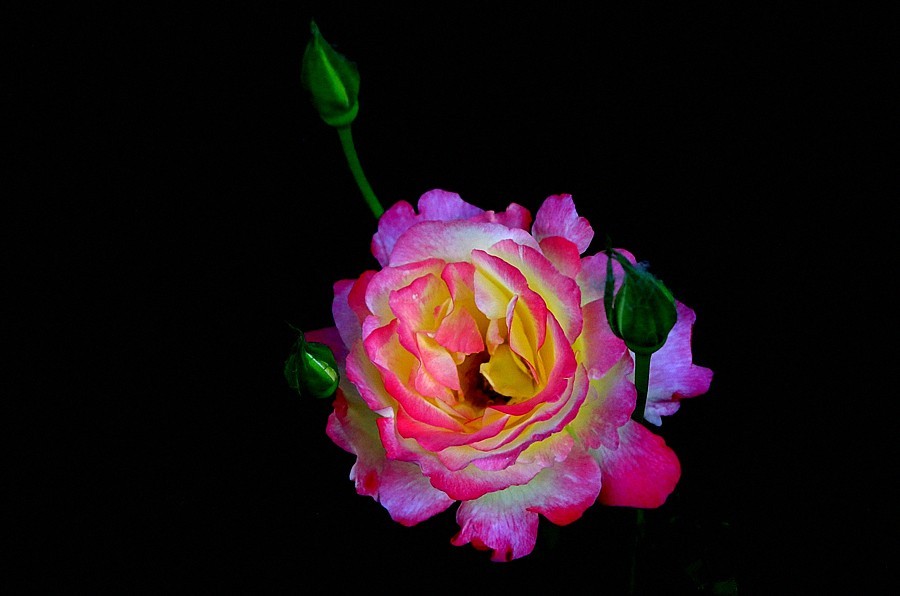 《不老松：纪实摄影》大美沧州系列報道：国庆节！发组月季片：祝大家月月安康、季季快