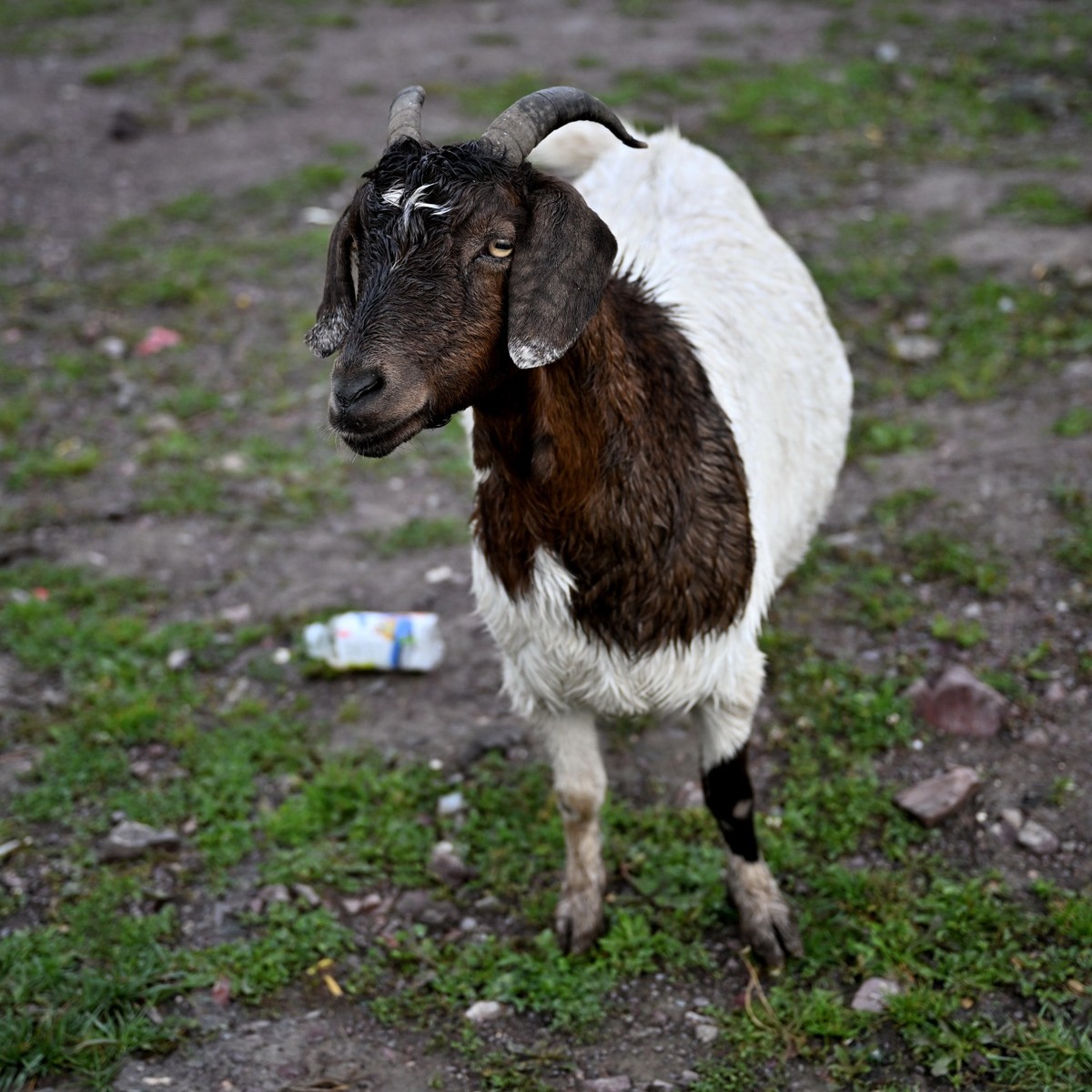 新疆游/巴音布鲁克(30)