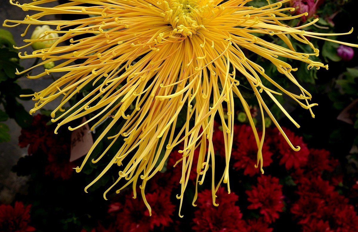 首义广场菊花展（下）