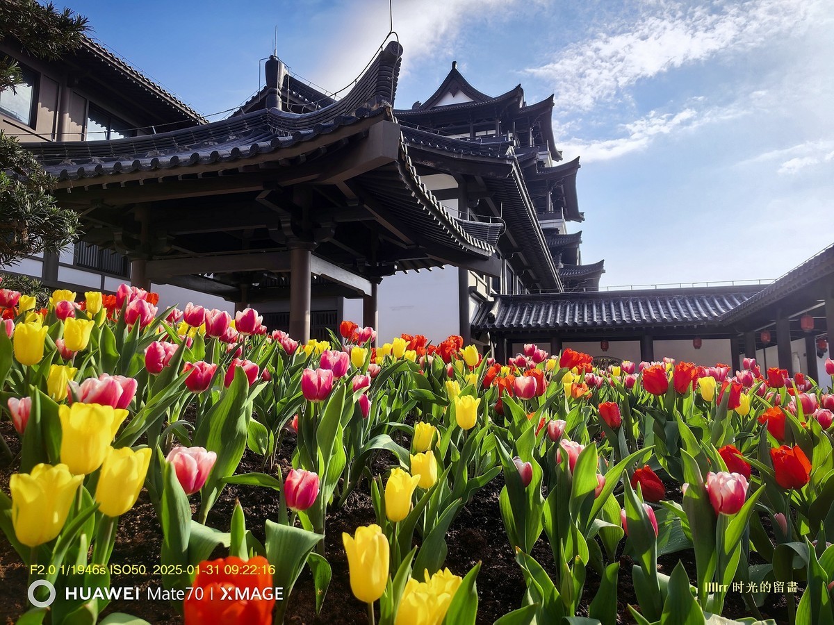 郁金香 （广州文化馆）