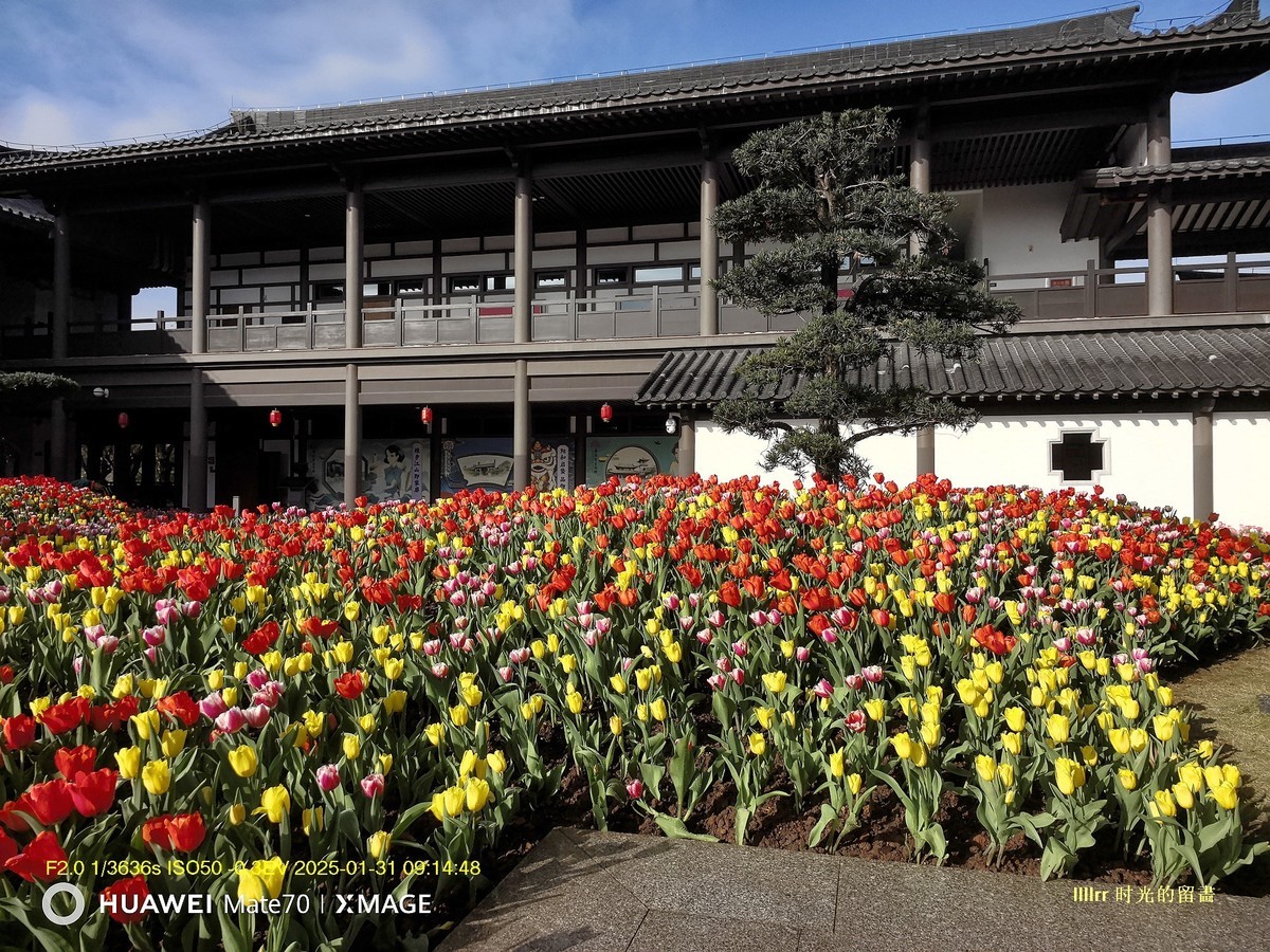 郁金香 （广州文化馆）