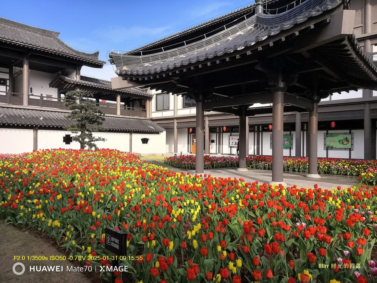 郁金香 （广州文化馆）