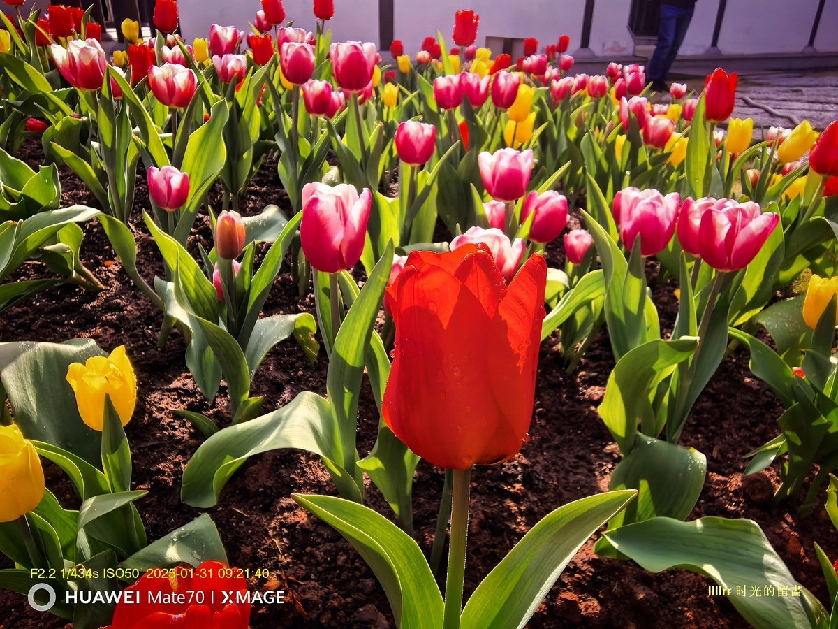 郁金香 （广州文化馆）